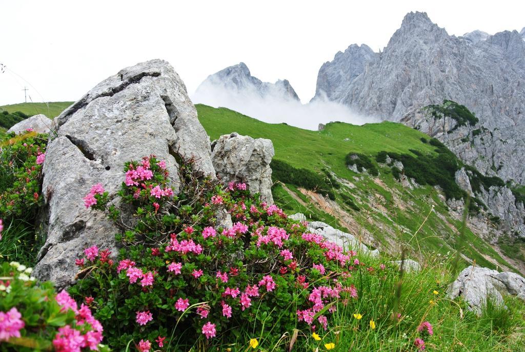 Pension Bergpracht Ramsau am Dachstein Bagian luar foto